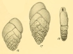 Bolivina cincta Heron-Allen & Earland, 1932