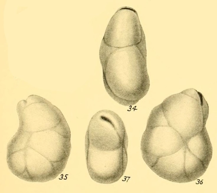 Cassidulina crassa var. porrecta Heron-Allen &amp; Earland, 1932