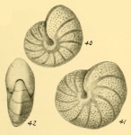 Anomalina umbilicata Heron-Allen & Earland, 1932