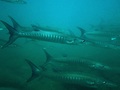 Location: Manzanillo, Mexico, Eastern Pacific
Date: Juli 11, 2025 

Photographer: Luis Fernando Castañeda Martínez, Mexico
https://www.inaturalist.org/observations/324419514