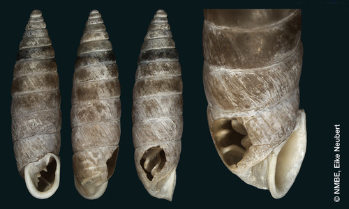 Granaria yemenitica