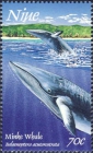 Balaenoptera acutorostrata