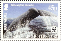 Balaenoptera musculus