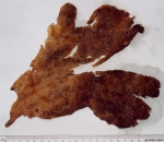 Species