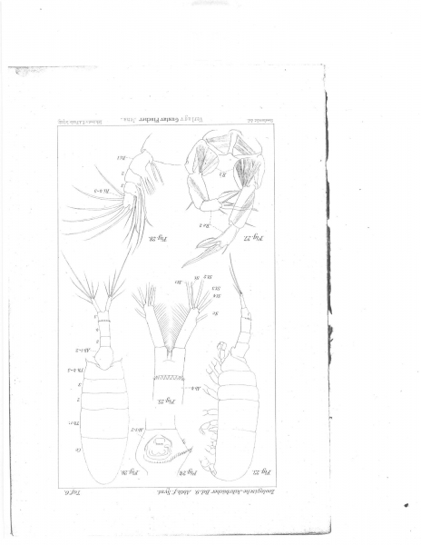 Pseudodiaptomus salinus Pseudodiaptomus salinus