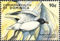 Larus pipixcan