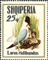 Larus ridibundus, author: Collection Georges Declercq