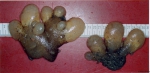 Ascidiacea species