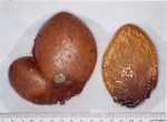 Ascidiacea species