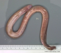 Agnatha (jawless fish)