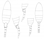 Pseudodiaptomus serricaudatus body