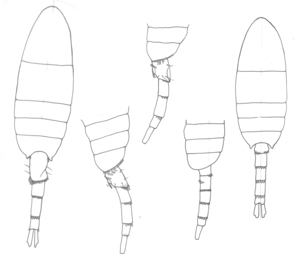 Pseudodiaptomus serricaudatus body Pseudodiaptomus serricaudatus body