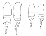 Pseudodiaptomus sewelli body