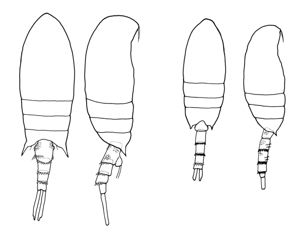 Pseudodiaptomus sewelli habitus