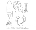 Copepoda