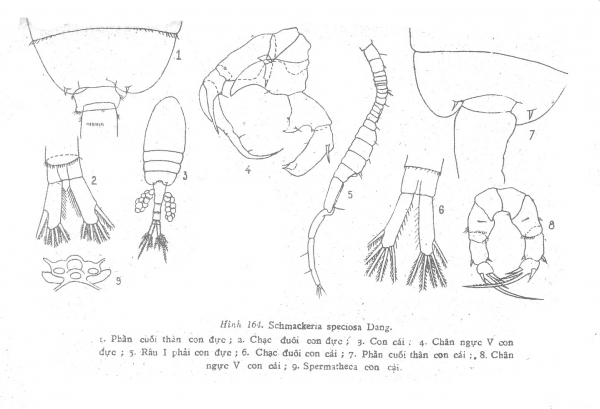 Pseudodiaptomus speciosus Pseudodiaptomus speciosus
