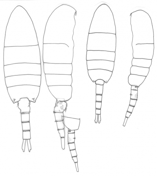 Pseudodiaptomus stuhlmanni body Pseudodiaptomus stuhlmanni body