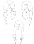 Pseudodiaptomus stuhlmanni P5
