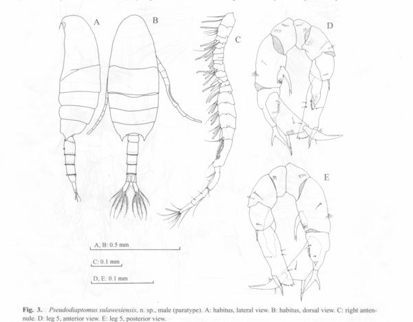 Pseudodiaptomus sulawesiensis Pseudodiaptomus sulawesiensis