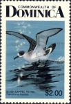 Aves (birds)