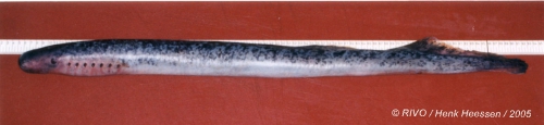 Petromyzon marinus Linnaeus, 1758 Petromyzon marinus Linnaeus, 1758
