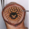 Agnatha (jawless fish)