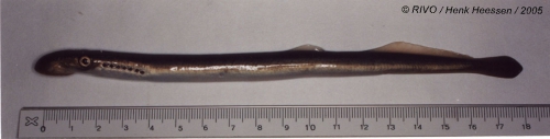 Petromyzon marinus Linnaeus, 1758 Petromyzon marinus Linnaeus, 1758