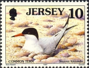 Sterna hirundo