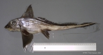 Chimaeriformes