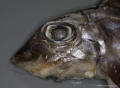 Chimaeriformes