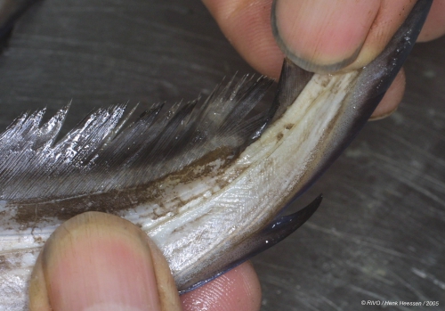 Chimaera monstrosa Linnaeus, 1758 Chimaera monstrosa Linnaeus, 1758