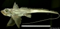 Chimaeriformes