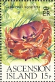 Gecarcinus lagostoma, author: Collection Georges Declercq