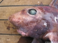 Chimaeriformes