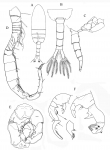 Copepoda