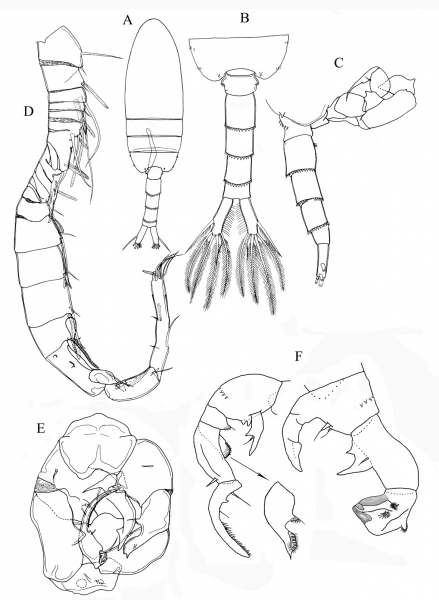 Pseudodiaptomus terazakii male Pseudodiaptomus terazakii male