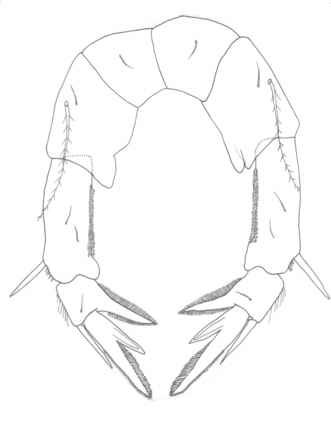 Pseudodiaptomus trispinosus  female P5