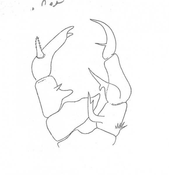 Pseudodiaptomus annandalei Pseudodiaptomus annandalei
