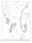 Pseudodiaptomus tollingerae 