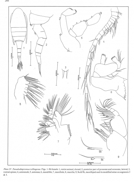 Pseudodiaptomus tollingerae Pseudodiaptomus tollingerae