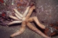Asteroidea (starfish)