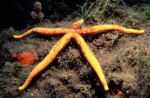 Echinodermata (Echinoderms)