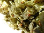 Mollusca (molluscs)