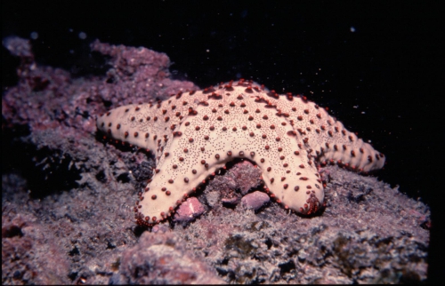 Oreaster clavatus