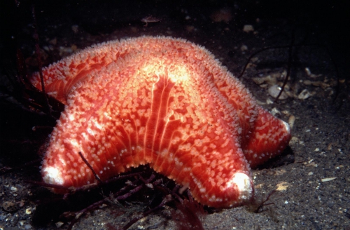 Porania pulvillus