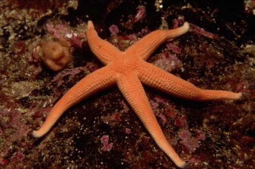 Stichastrella rosea