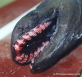 Hexanchiformes
