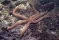 Asteroidea (starfish)