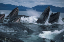 Feeding humpback whales