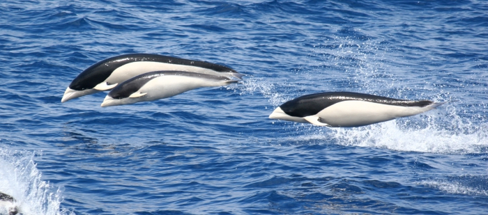 Southern right whale dolphin